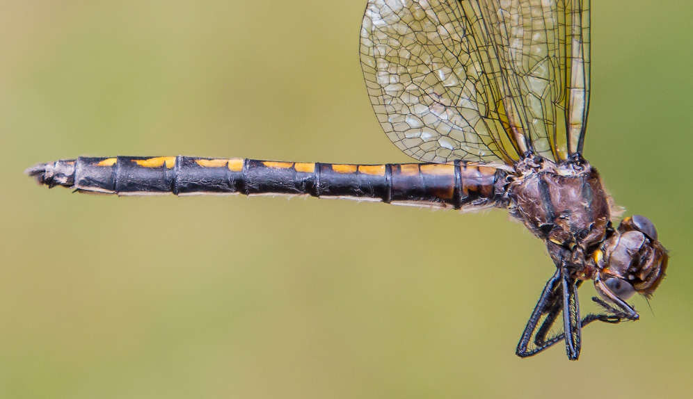 Syncordulia legator